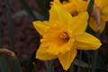 Narcissus Golden Harvest IMG_9435 Narcyz